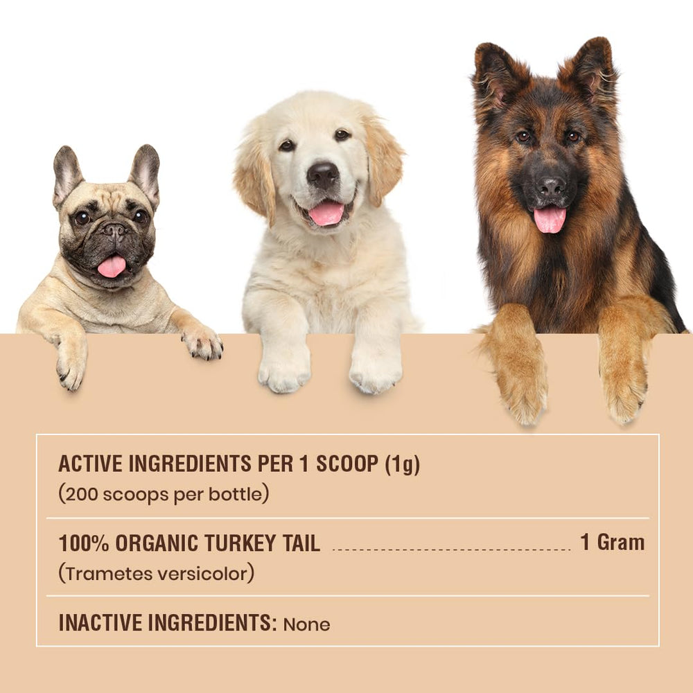 Special Breed turkey tail powder in daily routine for vitality