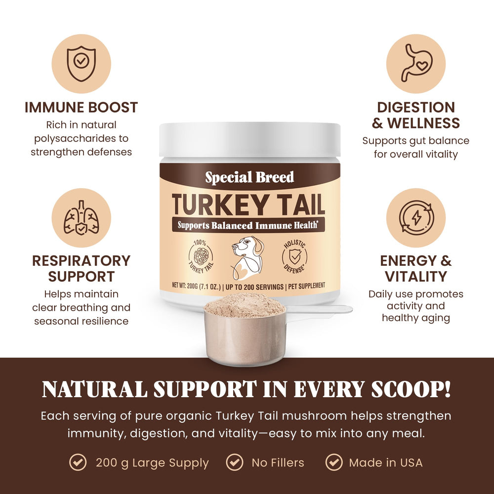 Special Breed turkey tail powder texture close-up for gut balance