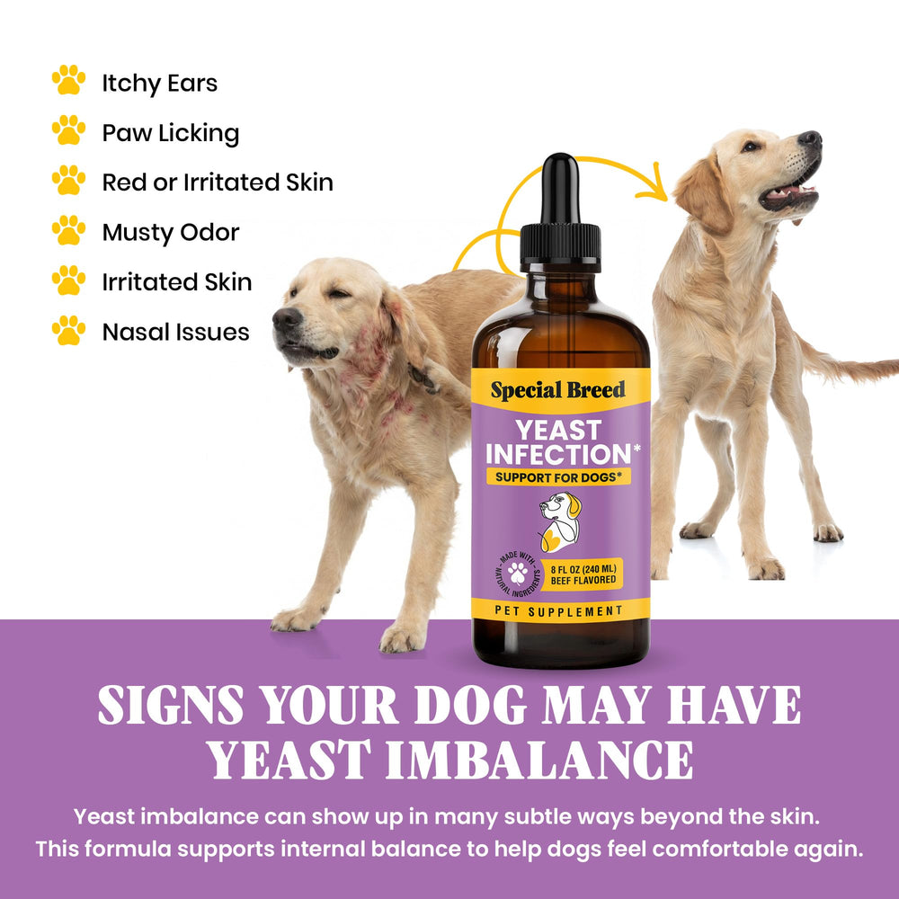 Special Breed yeast support for dogs near their ears, highlighting relief from irritation.
