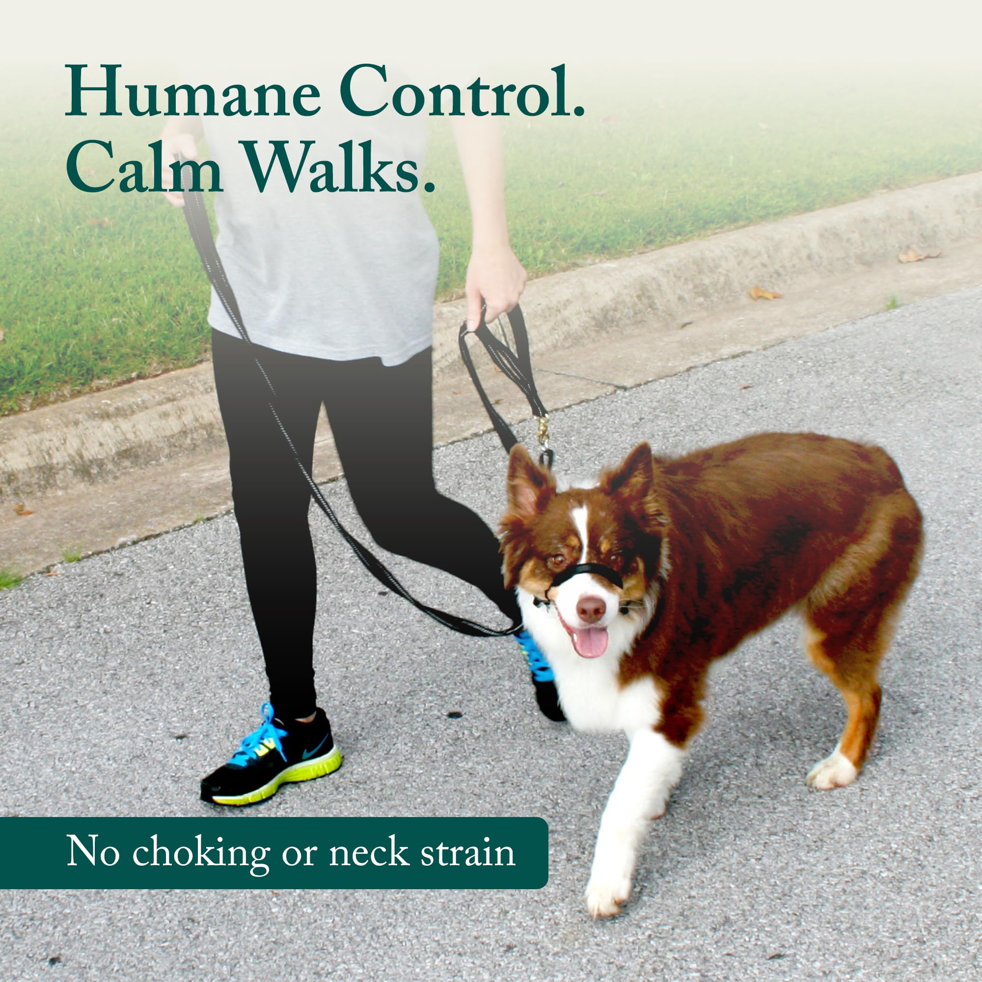 Sporn head halter shows adjustable fit for secure, comfortable wear on large dogs.