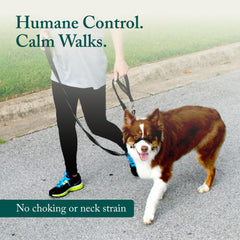 Sporn head halter shows adjustable fit for secure, comfortable wear on large dogs.