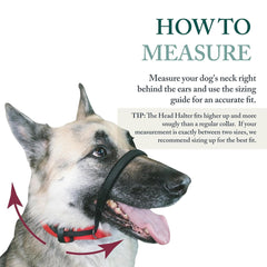 Sporn head halter converts into a regular collar for versatile training.