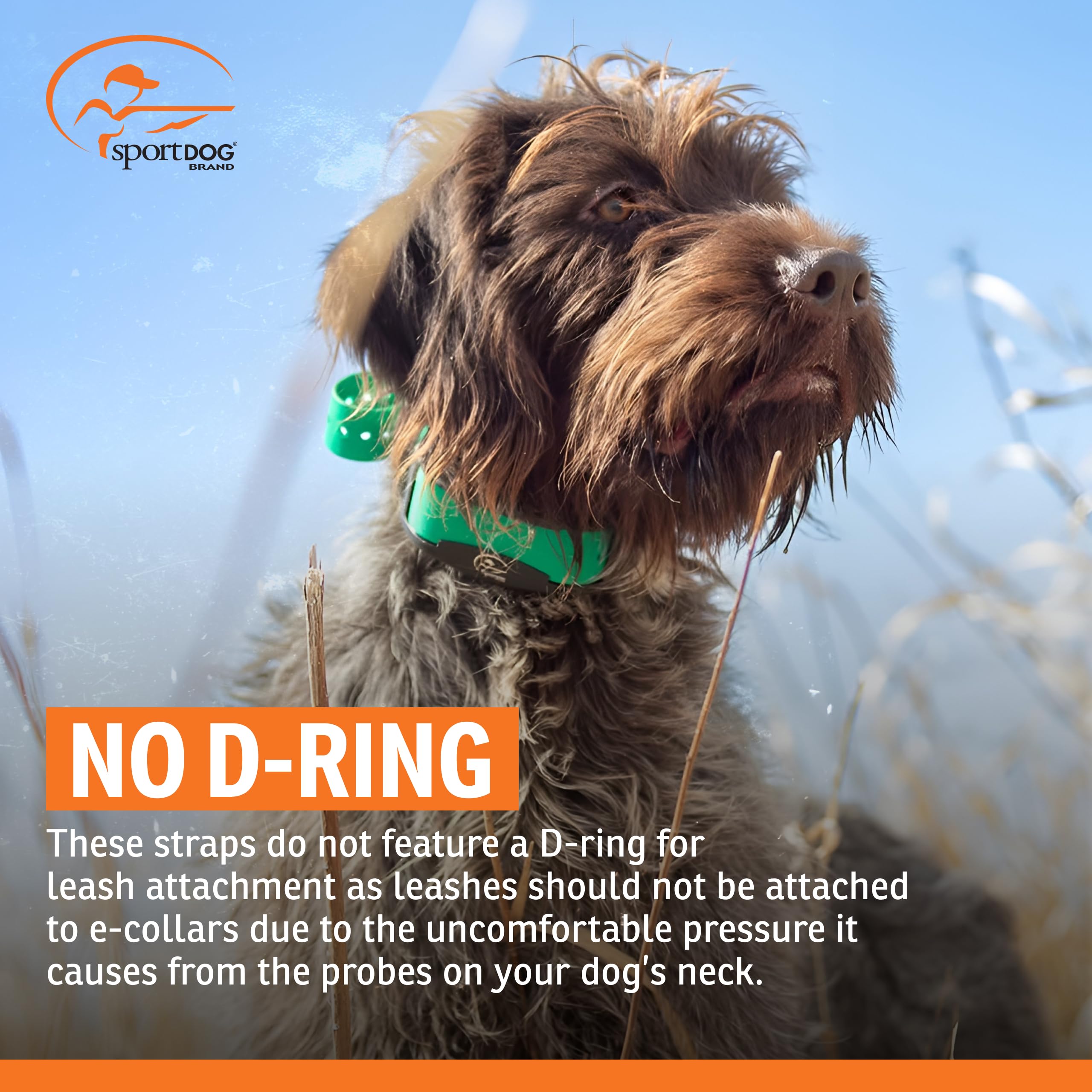 SportDOG orange collar strap in field use keeps dog connected.