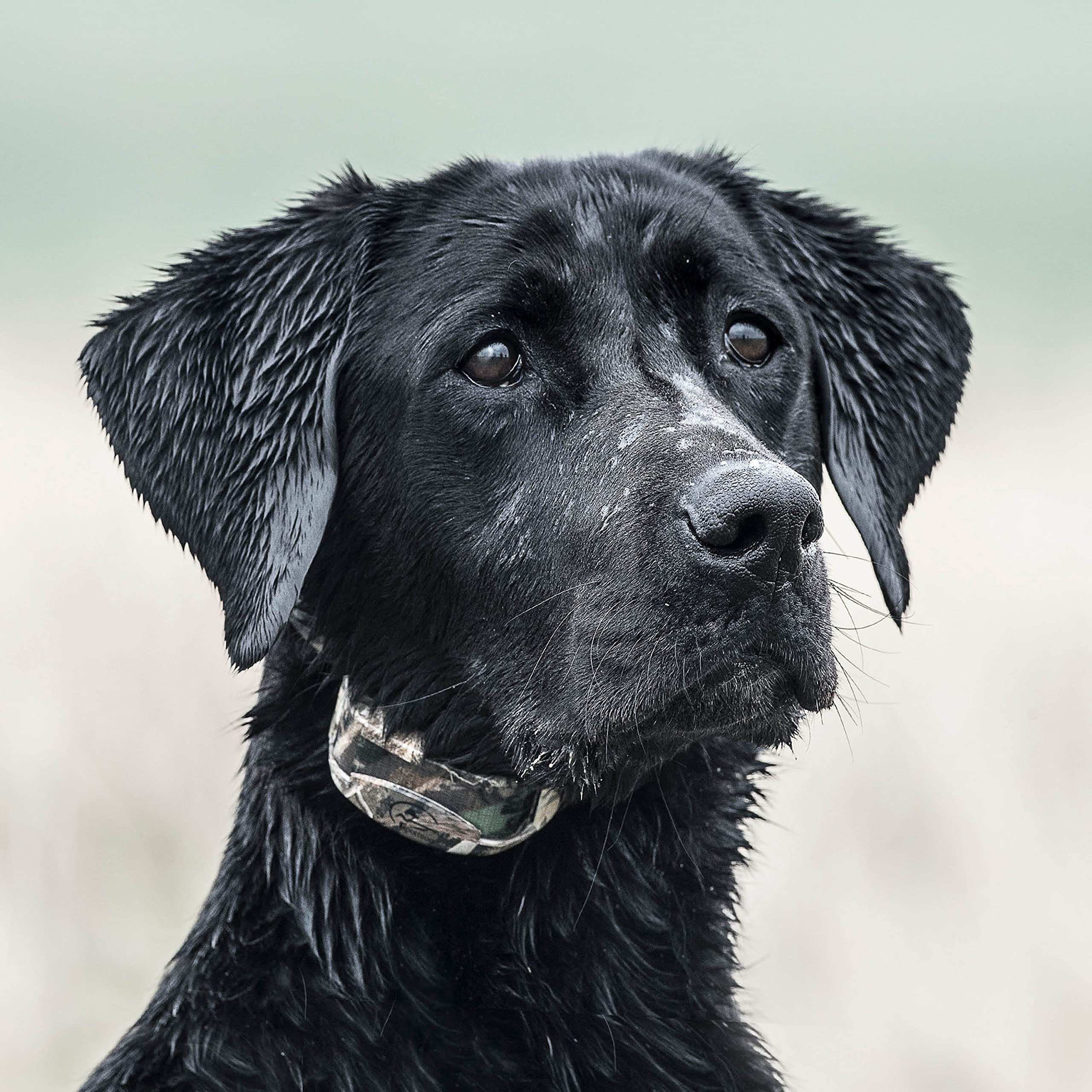 SportDOG WetlandHunter 425X tone, vibration, and static stimulation.