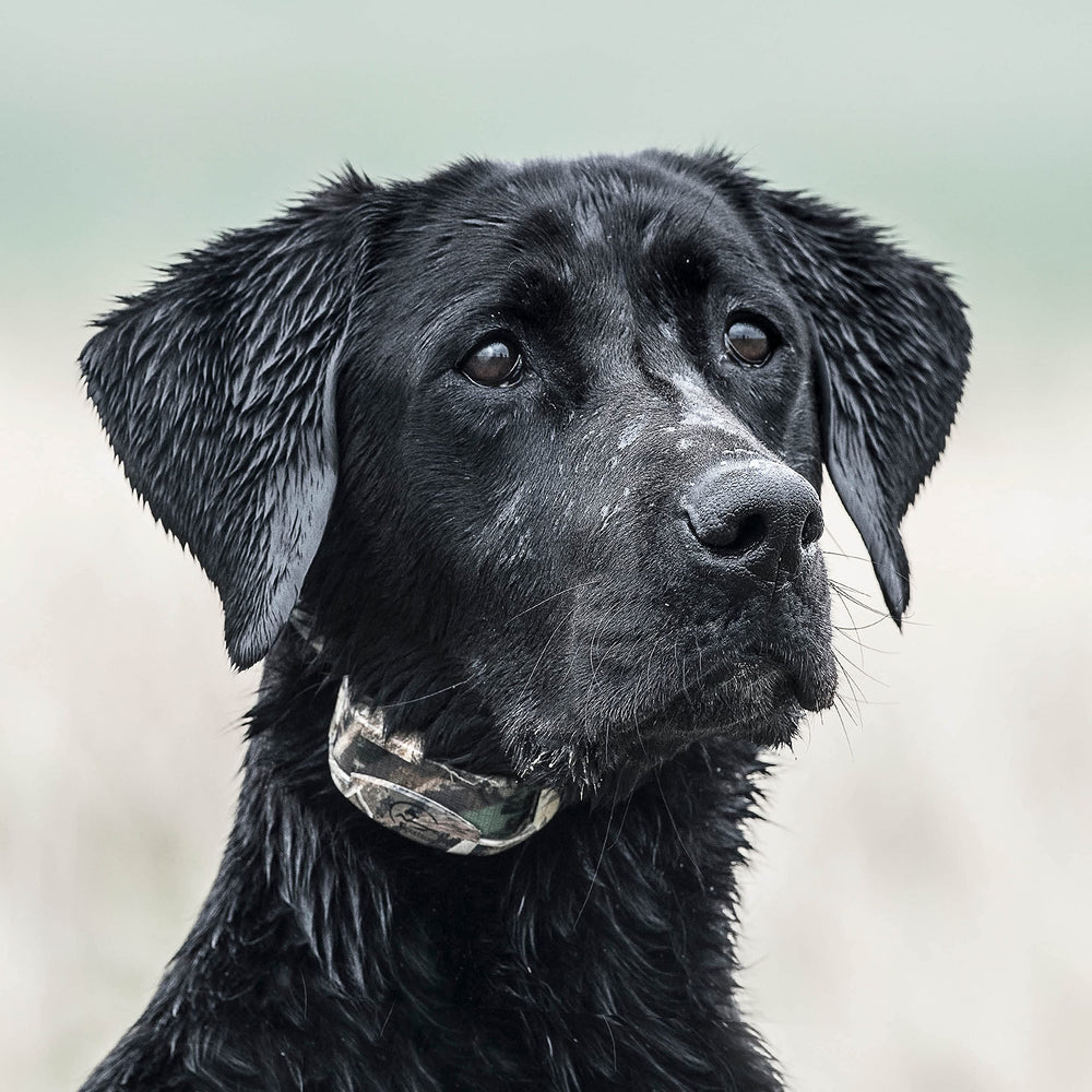SportDOG WetlandHunter 425X tone, vibration, and static stimulation.