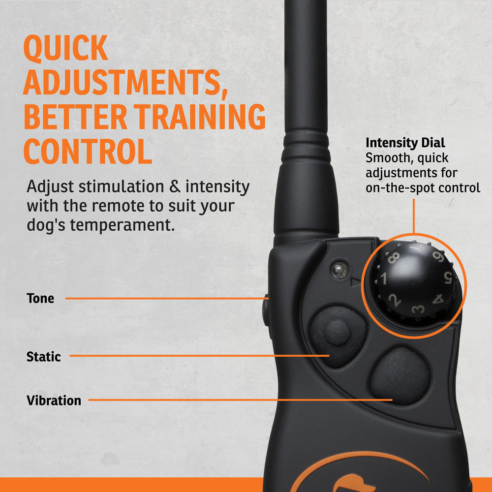 SportDOG YardTrainer 100 dog near water demonstrating splash friendly collar