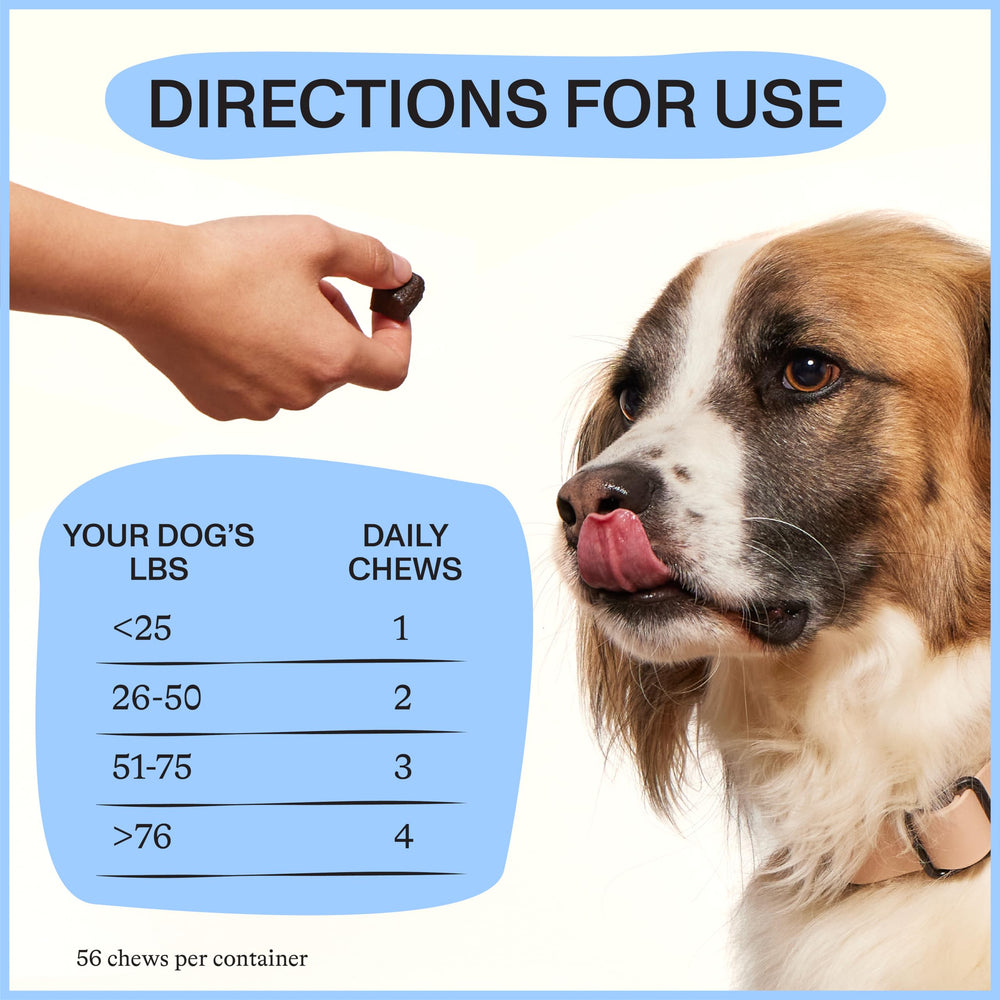 Spot & Tango dog enjoying chews during play, illustrating active lifestyle support.