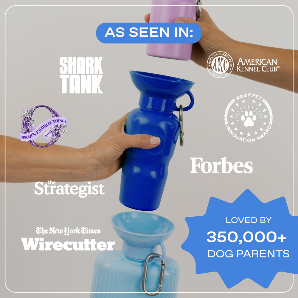 Springer dog water bottle bowl visible during outdoor adventures.