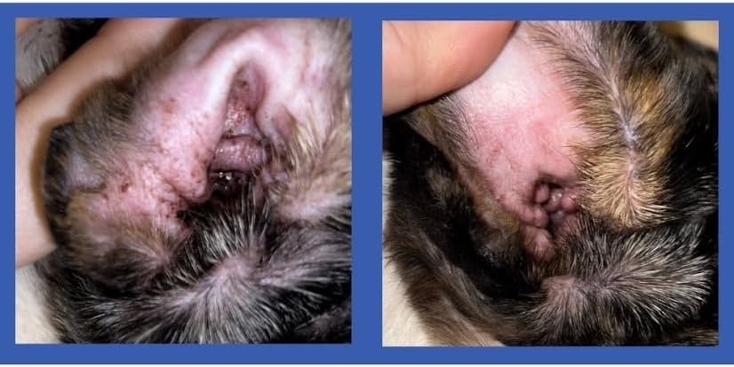Squishface easy-to-use wipes reduce mess and stress for pets.