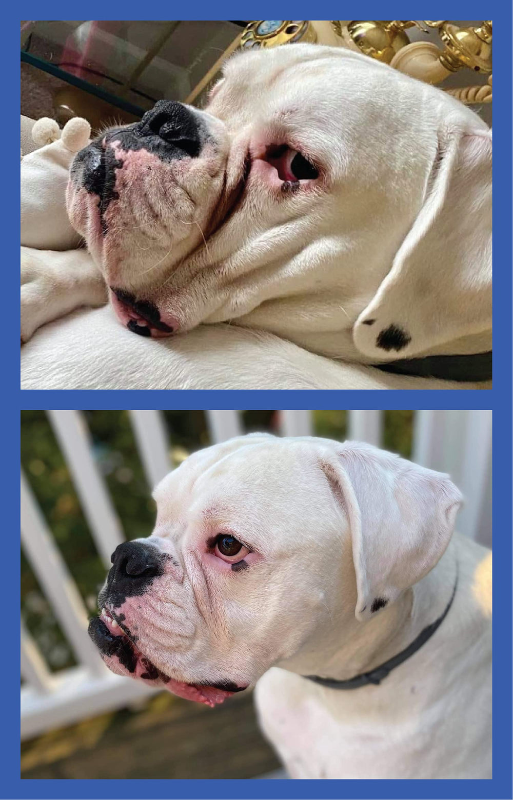 Squishface Wrinkle Paste is suitable for bulldogs and related breeds.