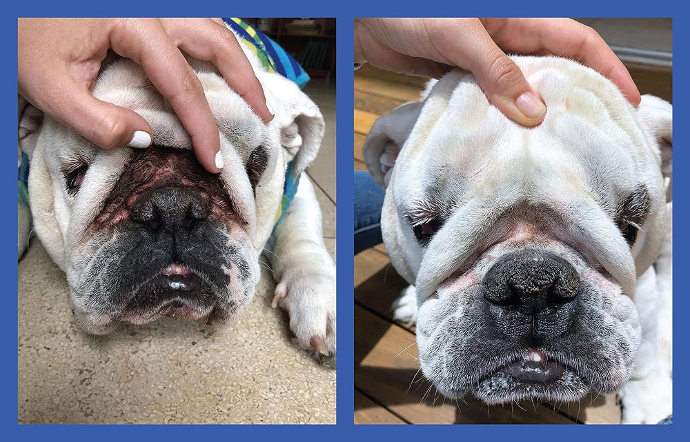 Squishface Wrinkle Paste on paws for gentle soothing.