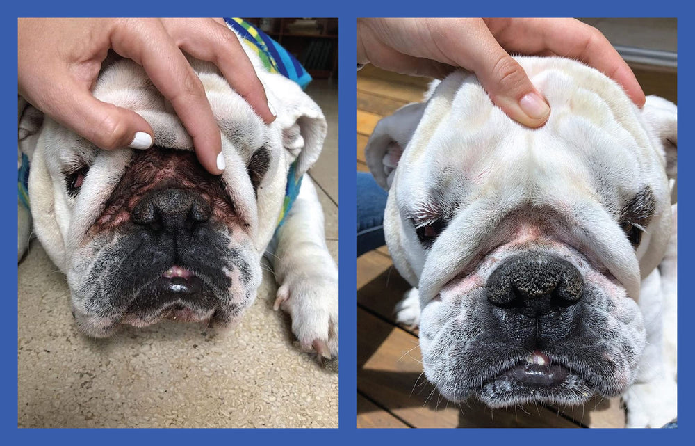Squishface Wrinkle Paste cleans tail pockets for a fresher coat.