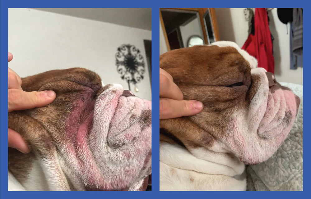 Squishface Wrinkle Paste is a wrinkle cream designed for bulldog facial folds.