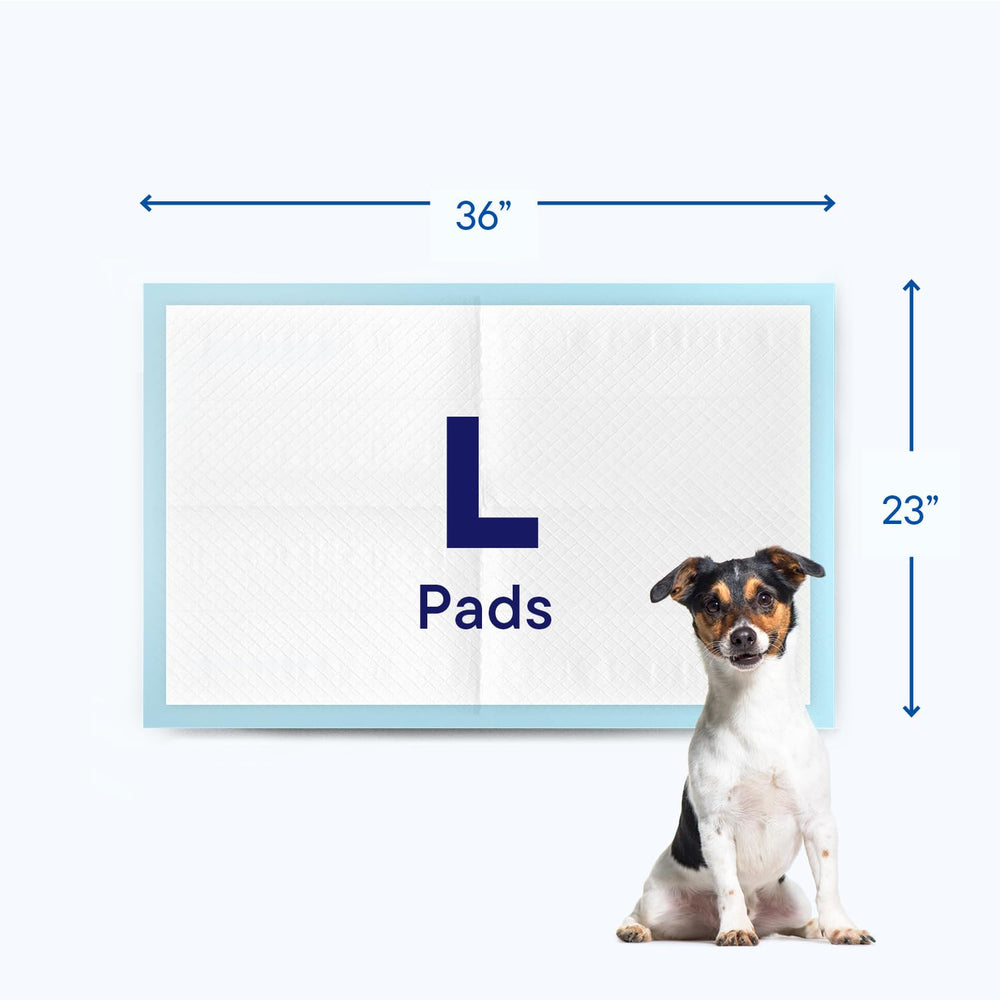 Stack Man Puppy Pads ideal for medium breed house training.
