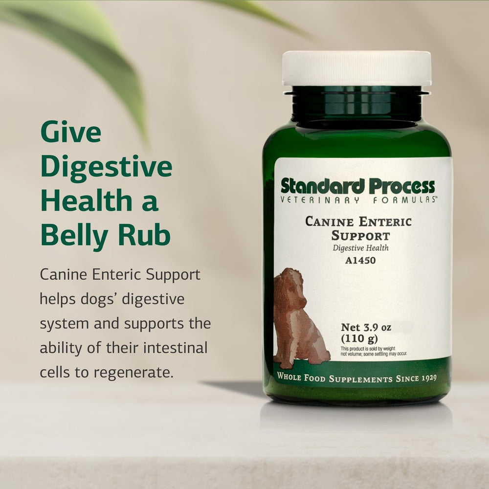 Standard Process Canine Enteric Support small scoop demonstrates precise dosing for small dogs.