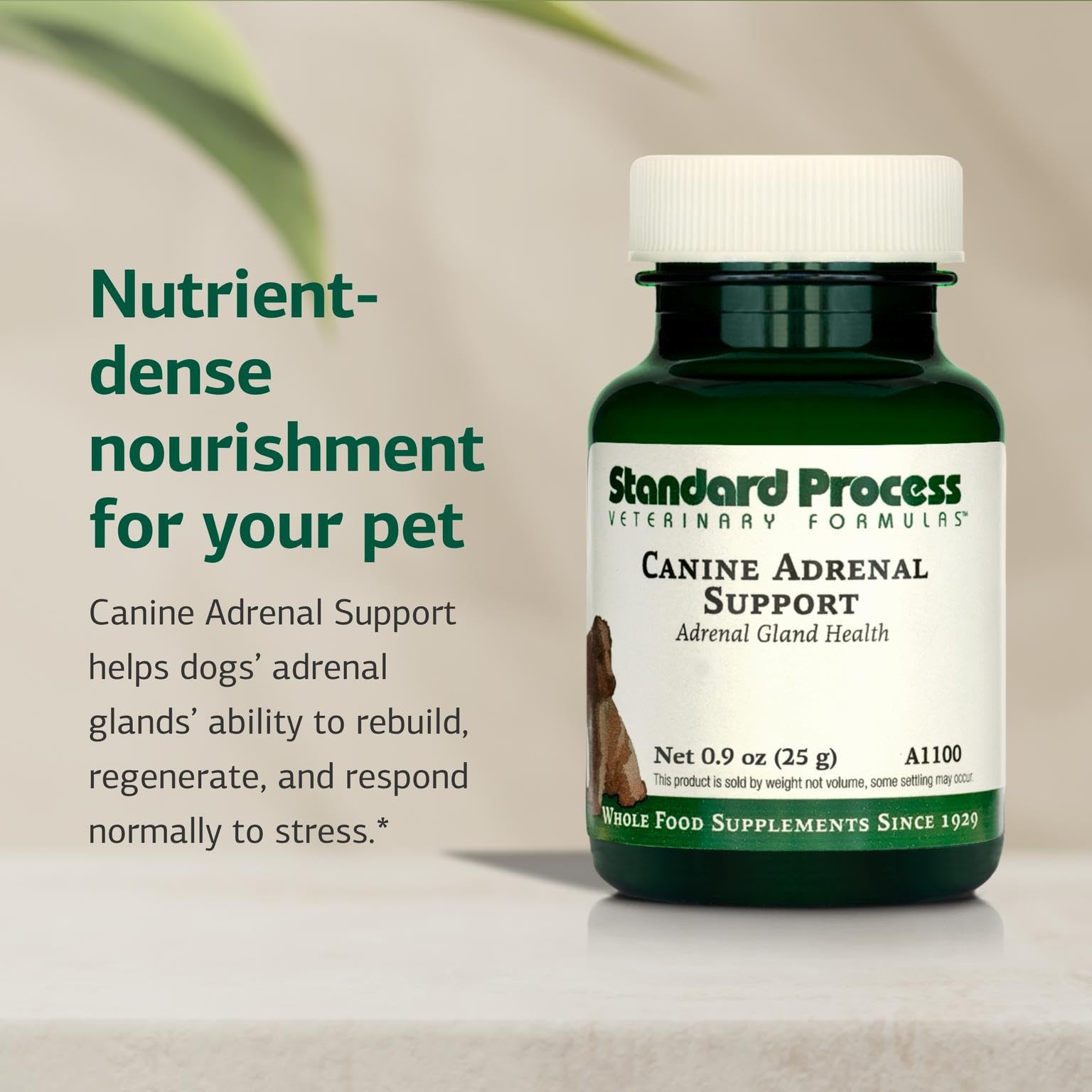 Standard Process Canine Adrenal Support powder form highlights natural ingredients for daily canine nutrition.