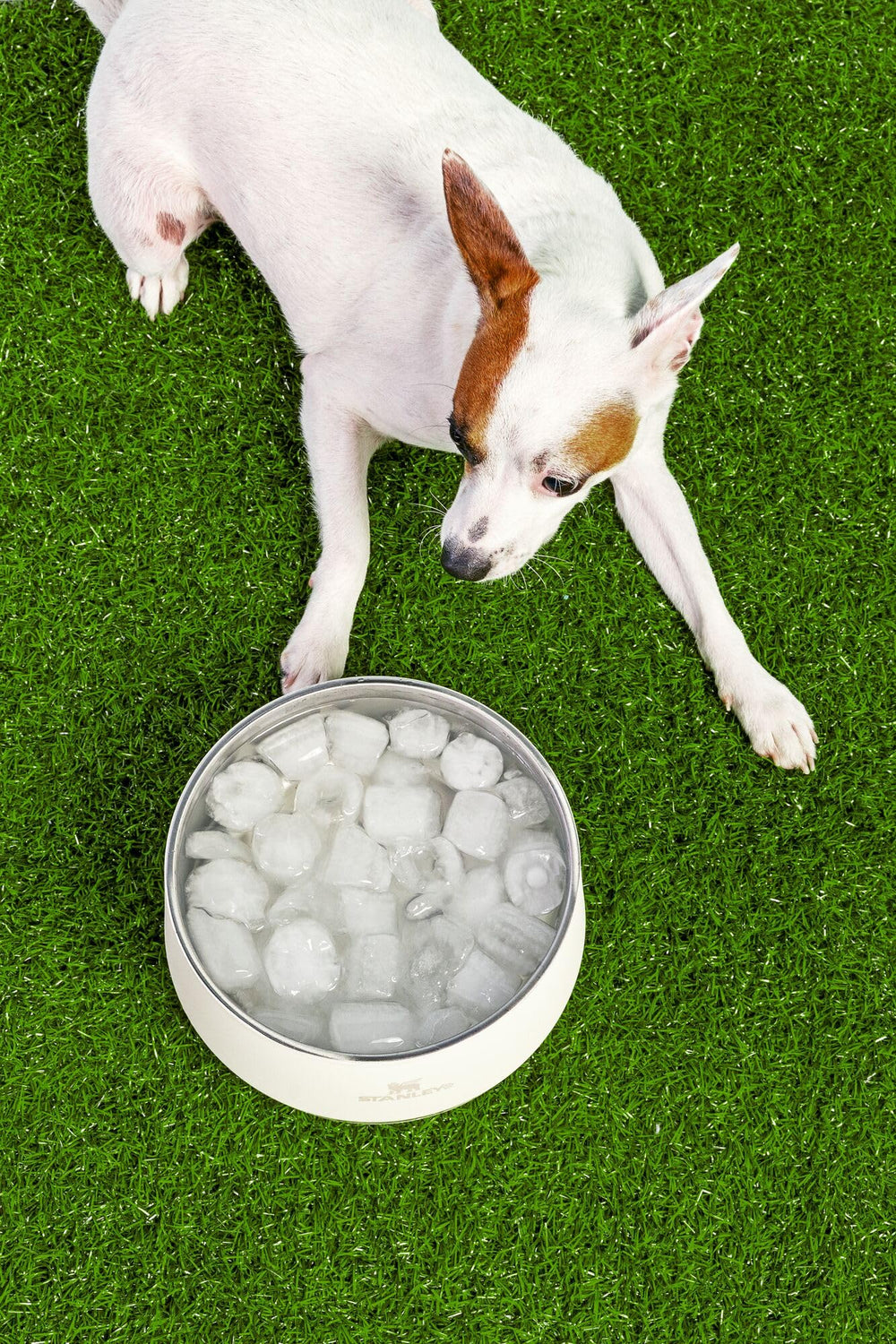 STANLEY Pet Bowl BPA-free for safe pet meals.