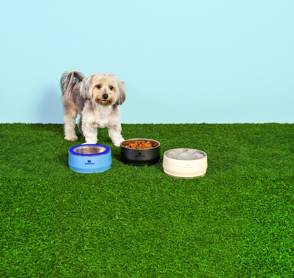 STANLEY Pet Bowl road-trip-ready for outings and travel.