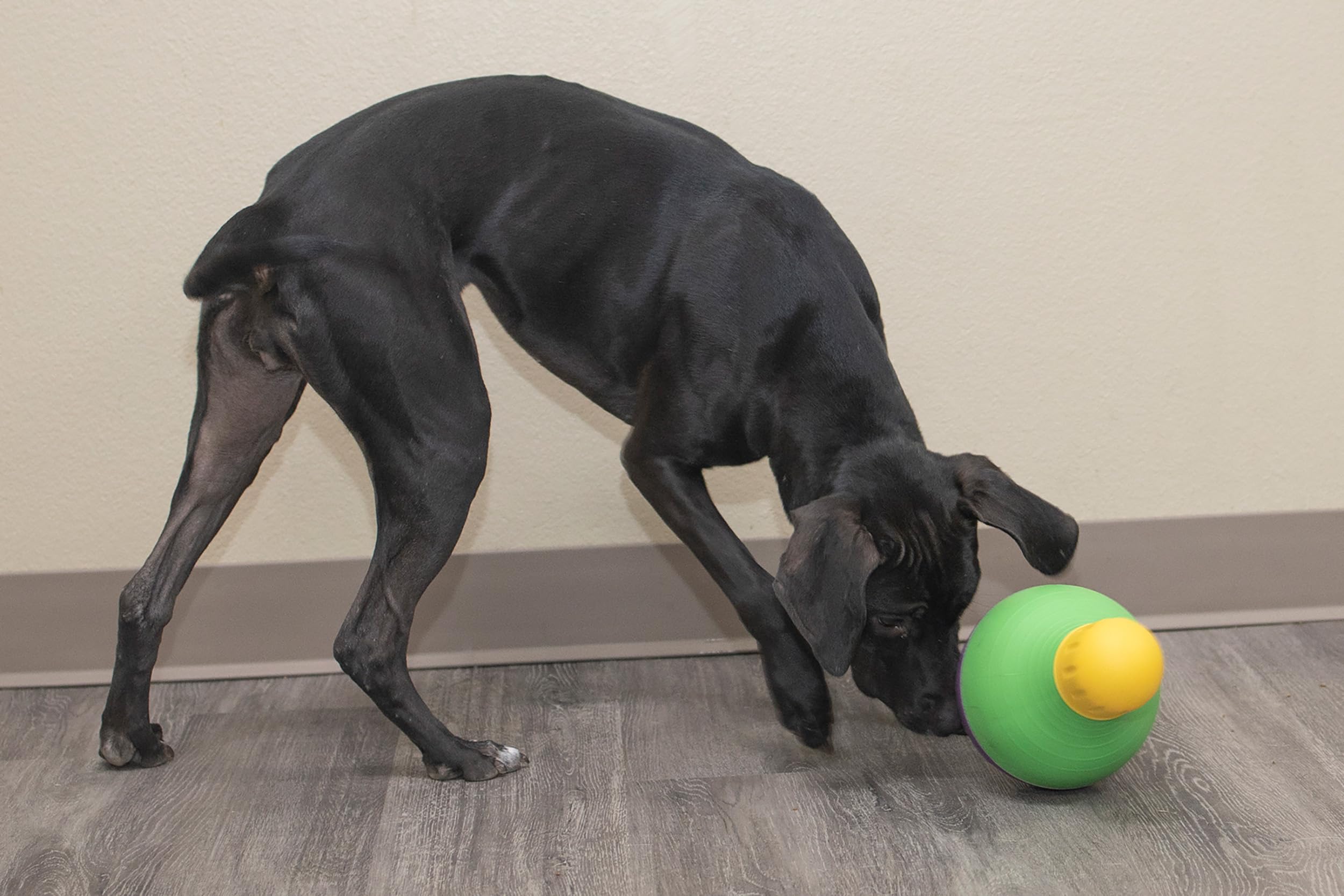 Starmark Bob-A-Lot wobble-action entices curiosity and movement for engagement.