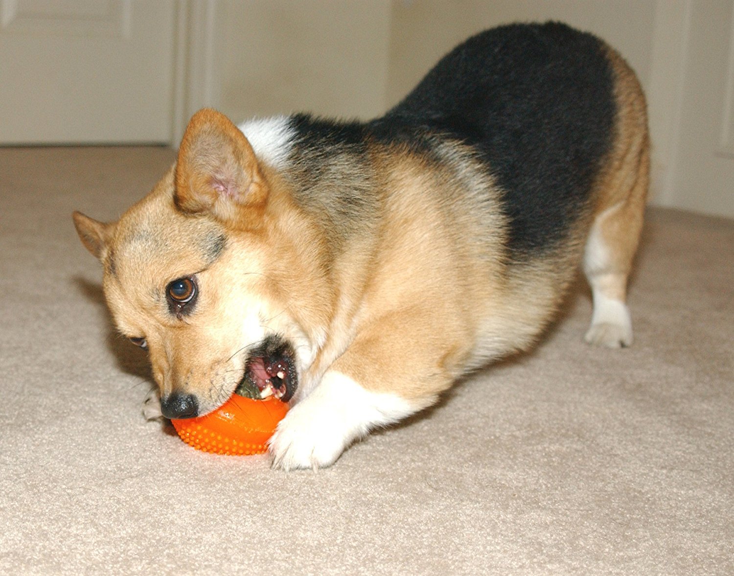 Starmark Everlasting Bento Ball in action during interactive play to engage dogs