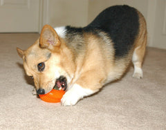 Starmark Everlasting Bento Ball in action during interactive play to engage dogs