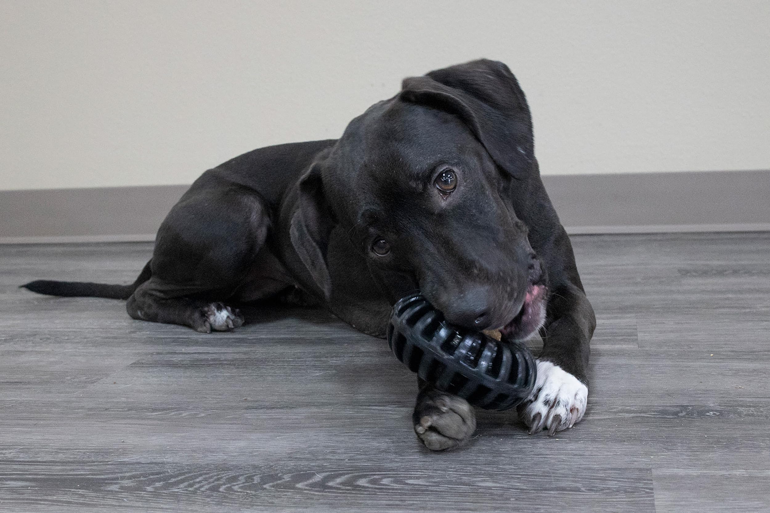 Starmark Everlasting Treat Wheeler Medium dishwasher-safe design simplifies cleanup after fetch and chew sessions.