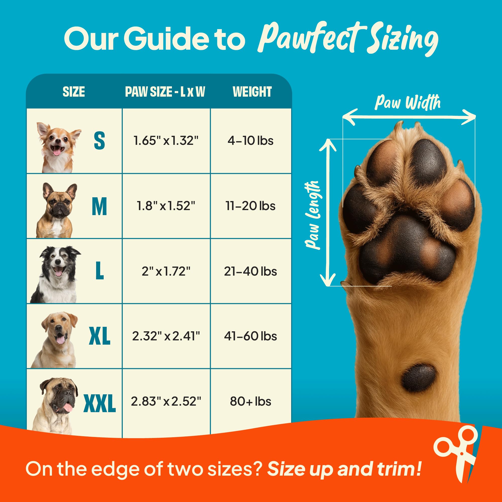 Steady Paws supports senior dogs with gentle stability during movement
