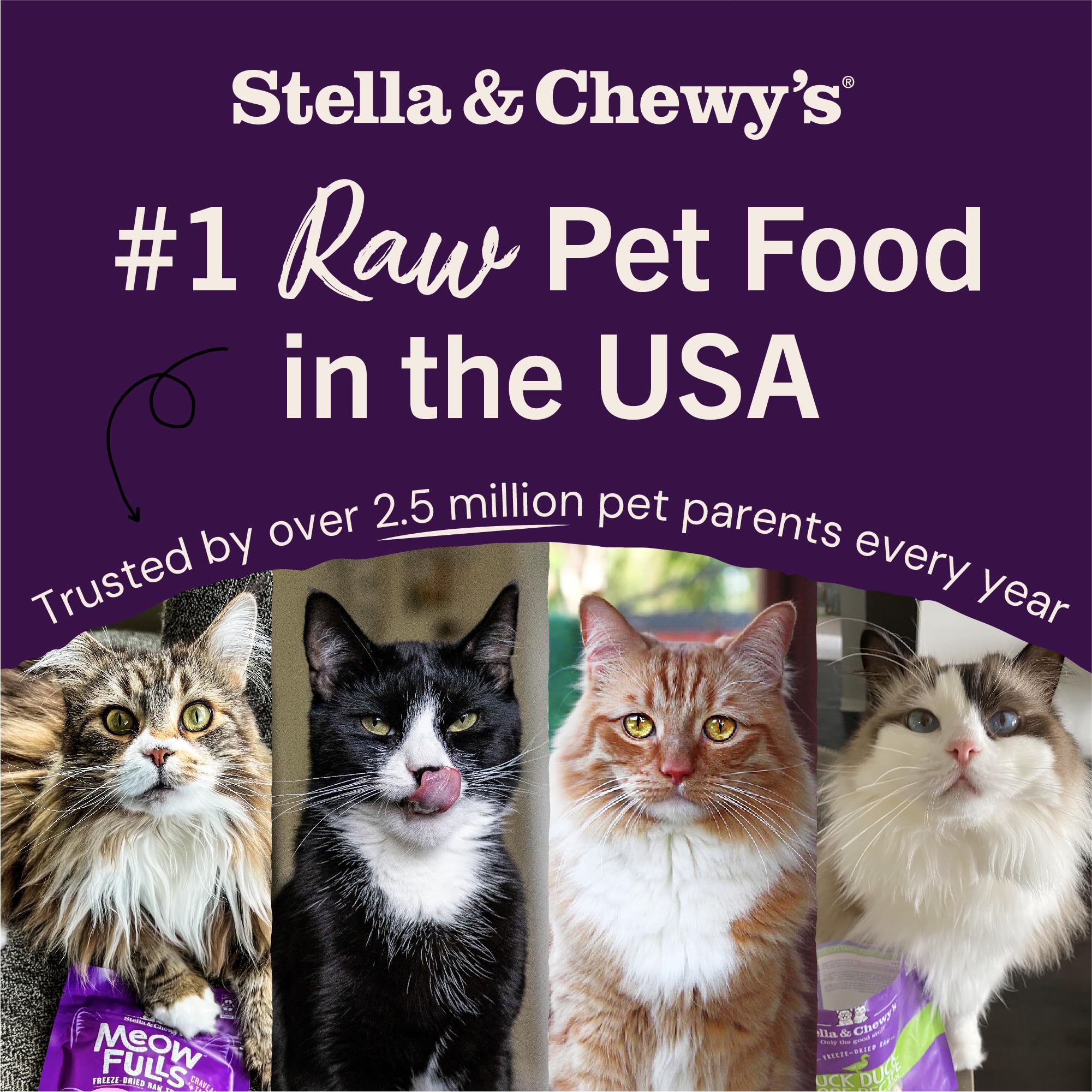 Kittens and adult cats share a life-stage safe topping enriched meal