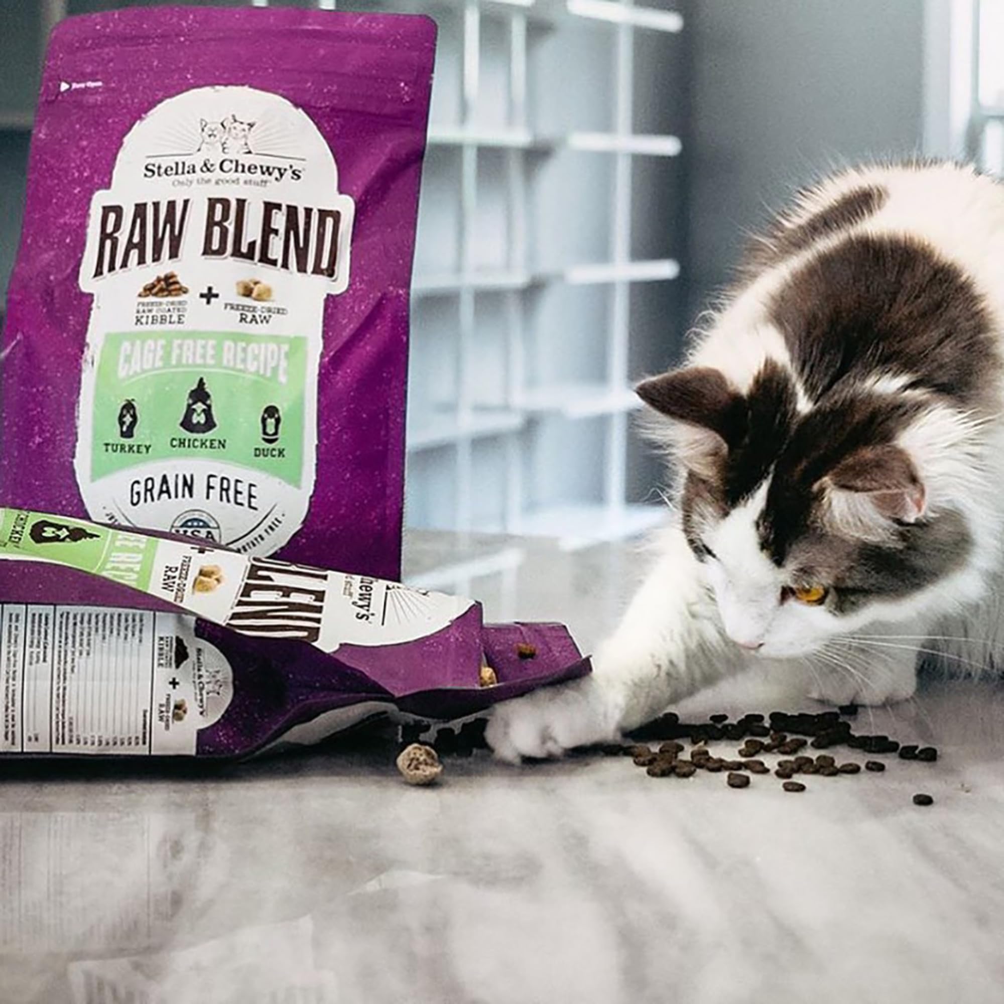 Stella & Chewy's Raw Blend freeze-dried raw pieces boost protein and texture.