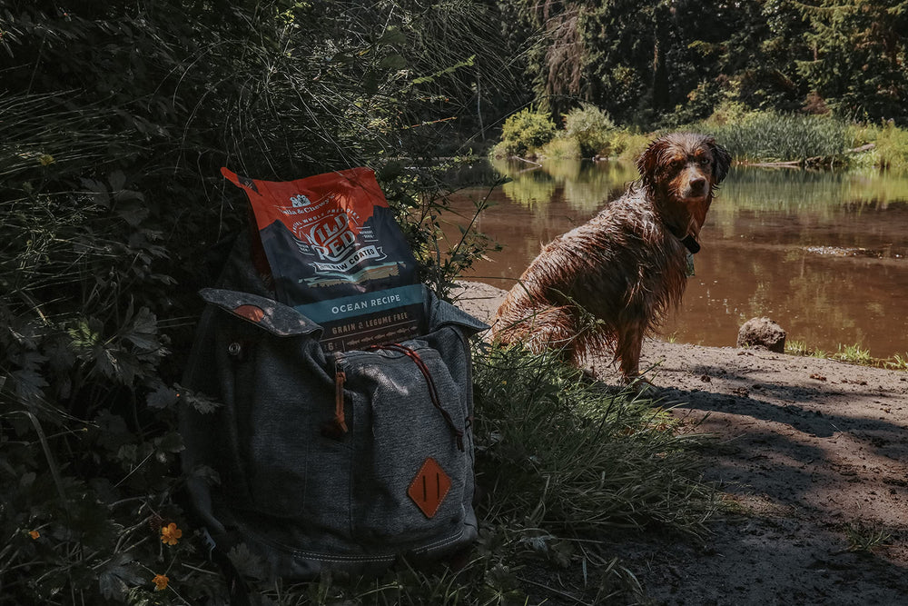 Stella & Chewy's Wild Red Ocean Recipe served for a healthy daily portion.