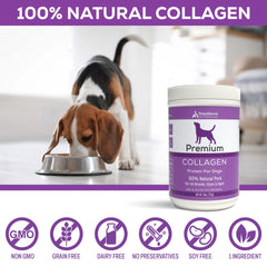 Step Above Proteins collagen powder boosts coat shine after meals.