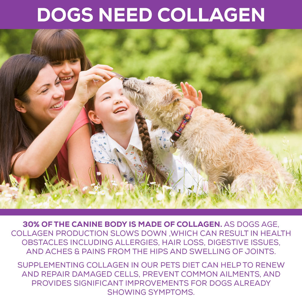 Step Above Proteins collagen scoop beside powder for easy daily dosing.