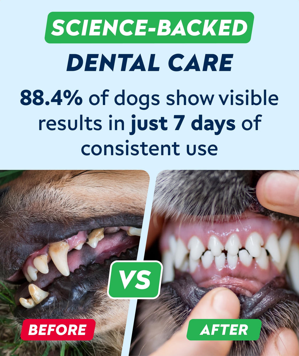 STRELLALAB chews with fresh-breath focus in a pet owner scene.