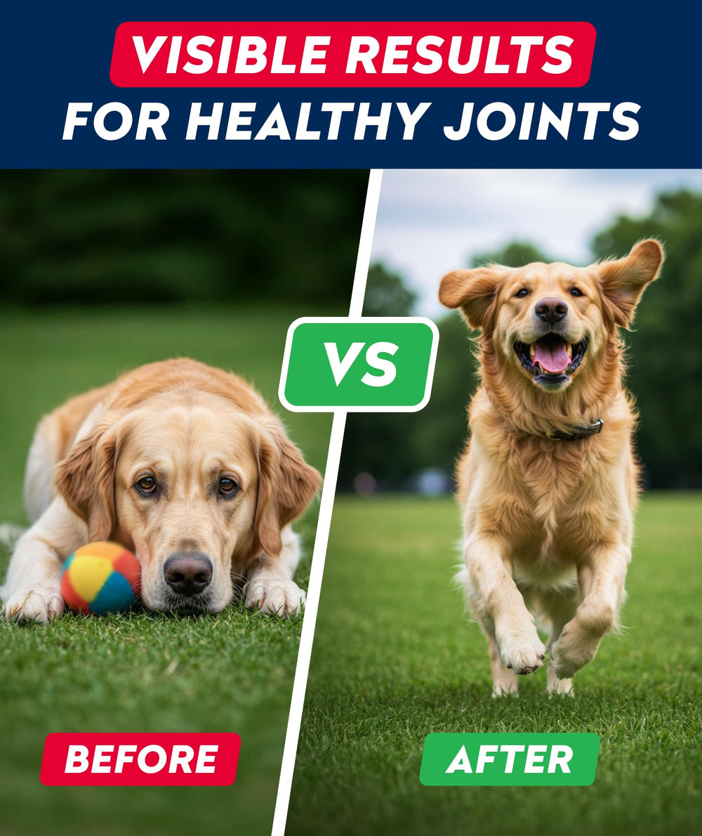 STRELLALAB all-dog friendly formula supporting comfort for seniors.
