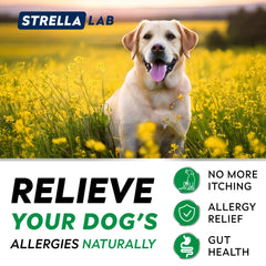 StrellaLab omega-3 enriched bites highlighting skin and coat support