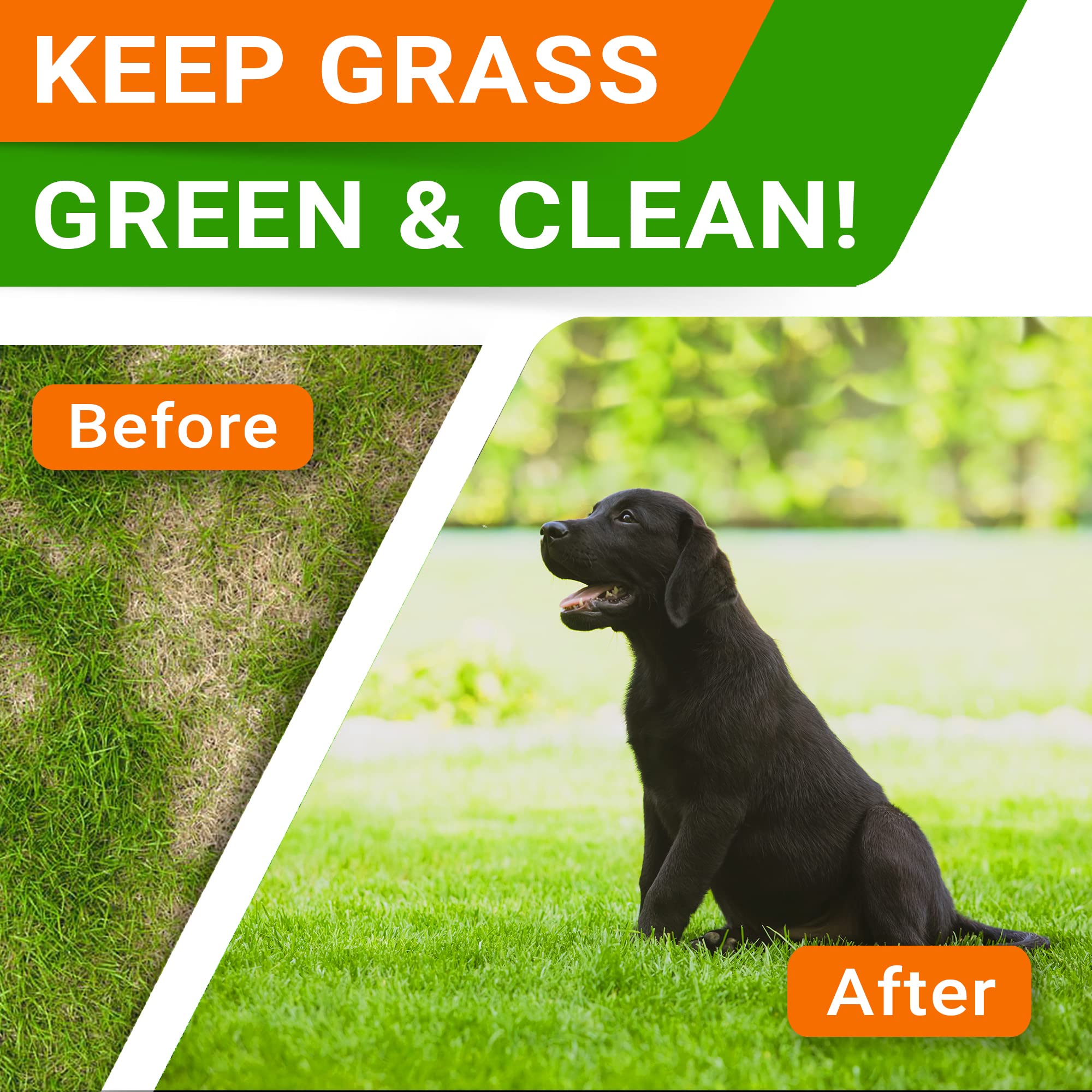 STRELLALAB Green Grass Chews offered to a dog as a tasty daily treat.