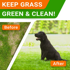 STRELLALAB Green Grass Chews offered to a dog as a tasty daily treat.