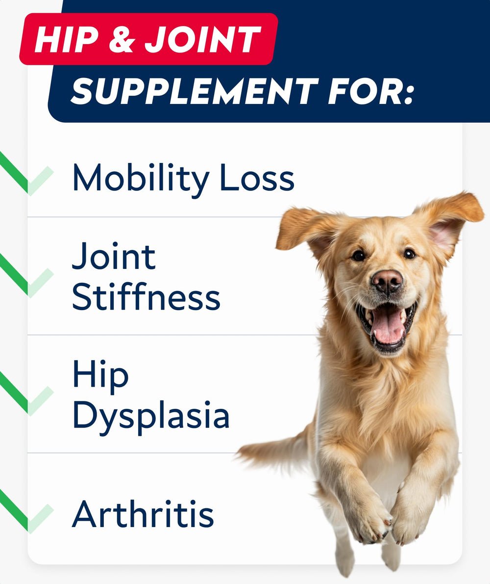 Dog enjoying STRELLALAB Hip & Joint Chews during play.
