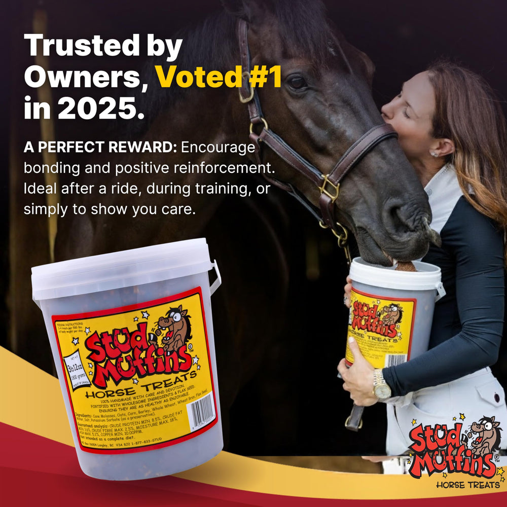 Stud Muffins horse training reward in action during a ride.