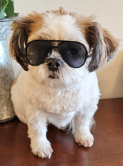 Style Vault G029 chihuahua in sunglasses for stylish photos