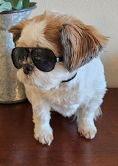 Style Vault G029 dog sunglasses on a teacup breed for fashion