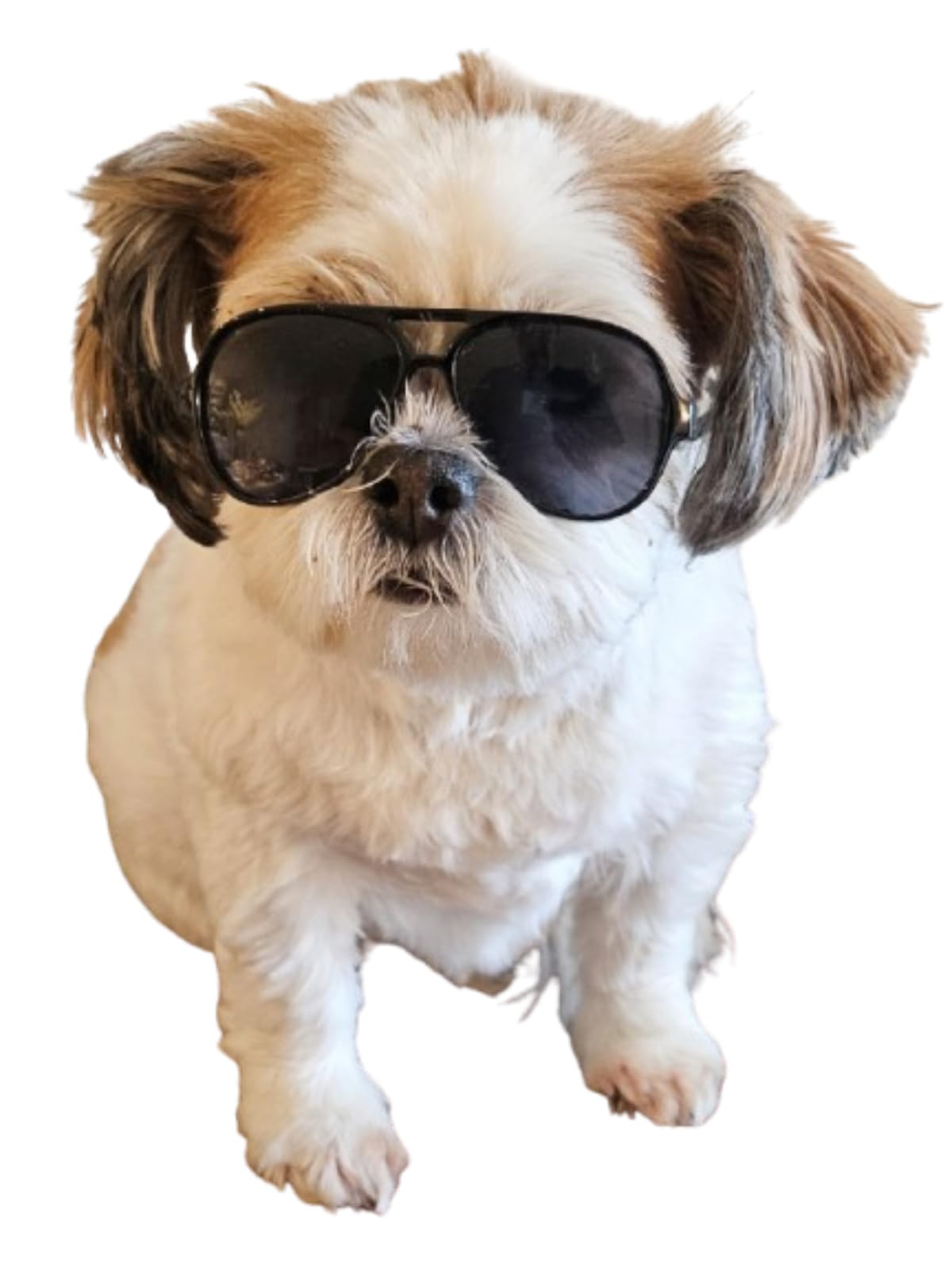 Style Vault G029 photoshoot-ready dog sunglasses as a fun prop