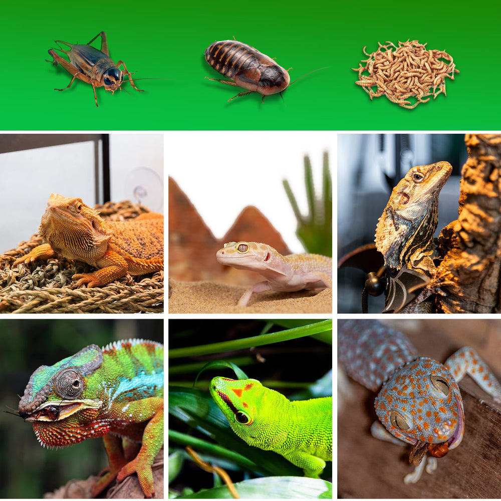 SUKEOPET ideal for family breeding, pet stores, and travel feeding