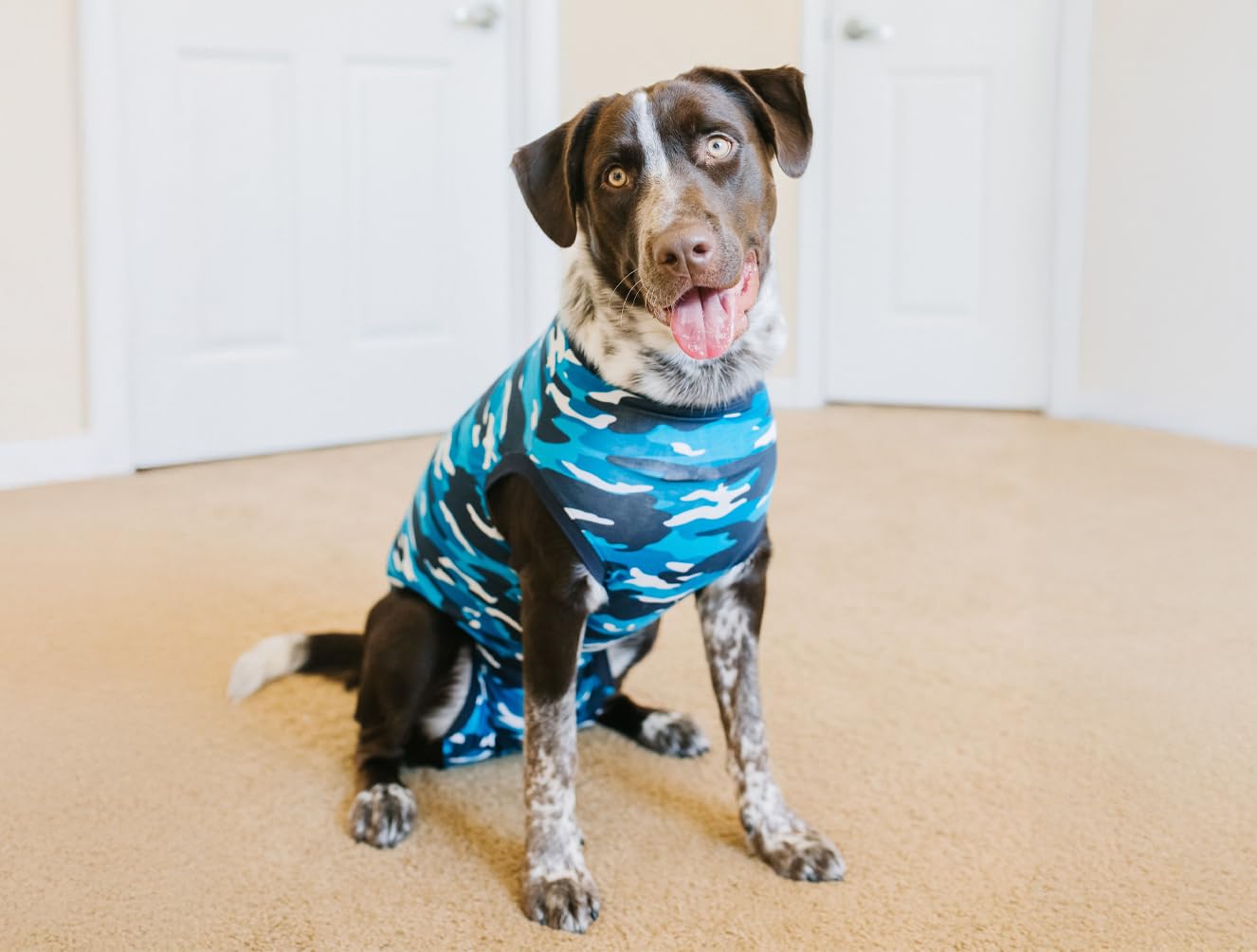 Dog wearing Suitical Recovery Suit blue camouflage demonstrates comfortable fit