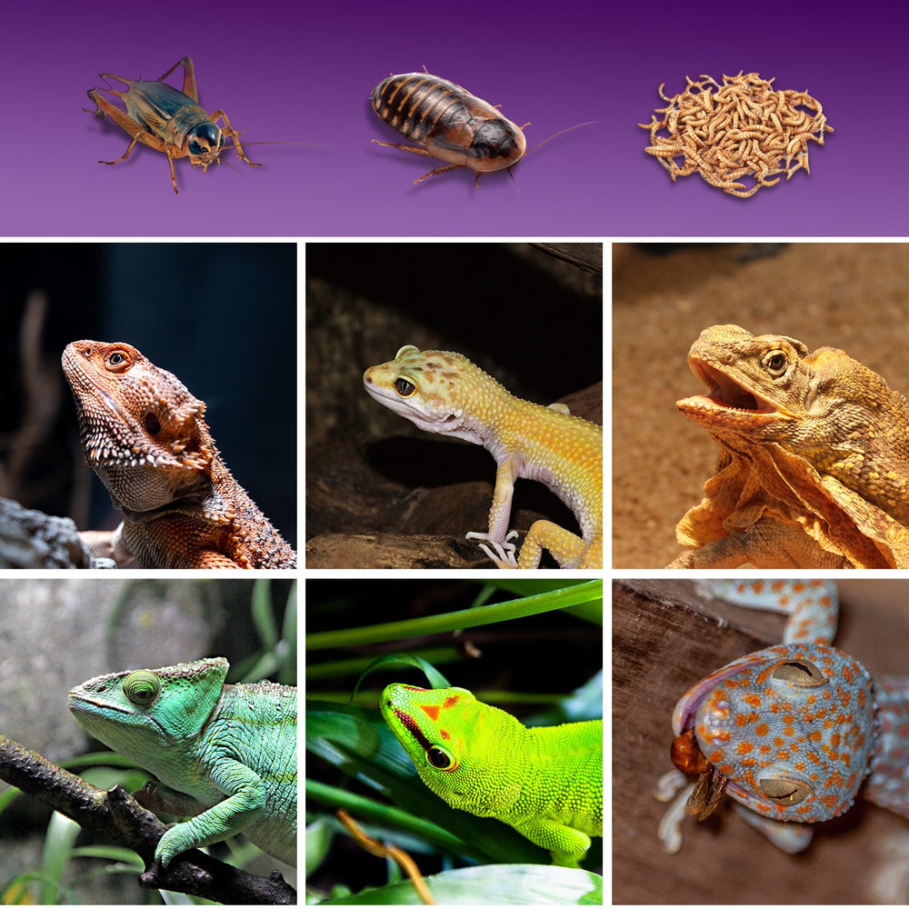 SUKEOPET ideal for home, stores, and on-the-go reptile feeding