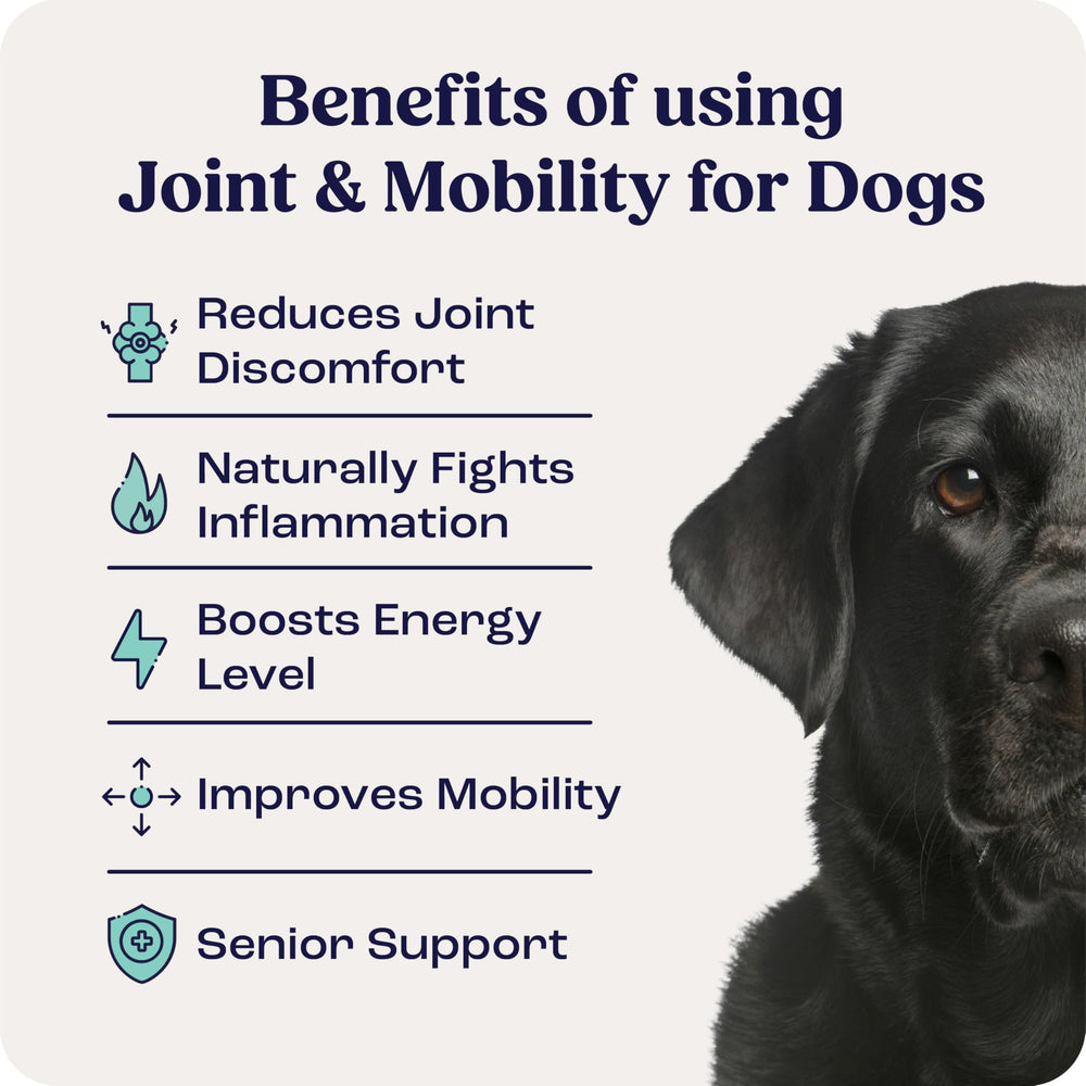 Summit Canine Liposomal Delivery visual highlights enhanced absorption for joints