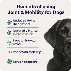 Summit Canine Liposomal Delivery visual highlights enhanced absorption for joints