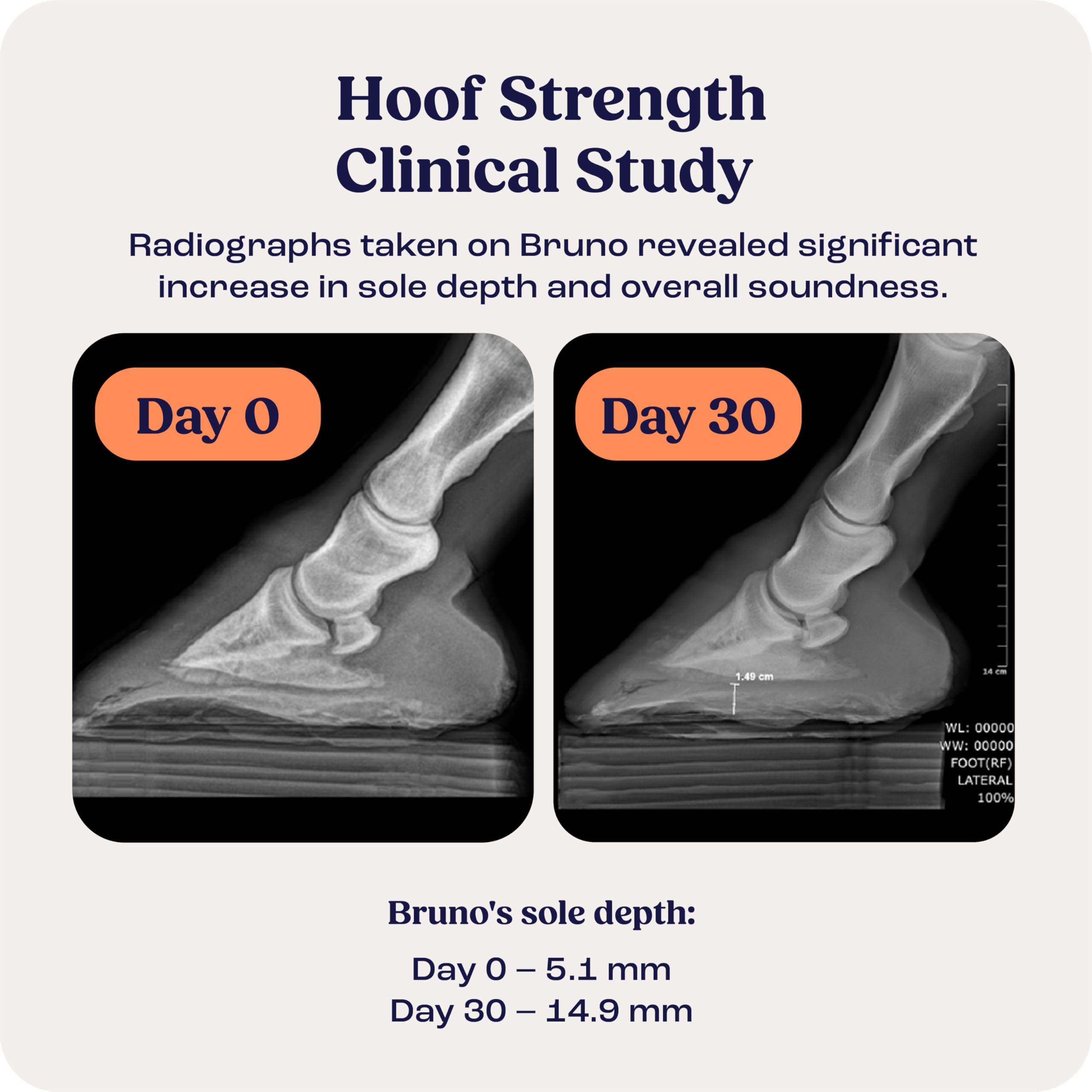 Summit Equine Hoof Strength Powder dispensed into feed for steady hoof growth