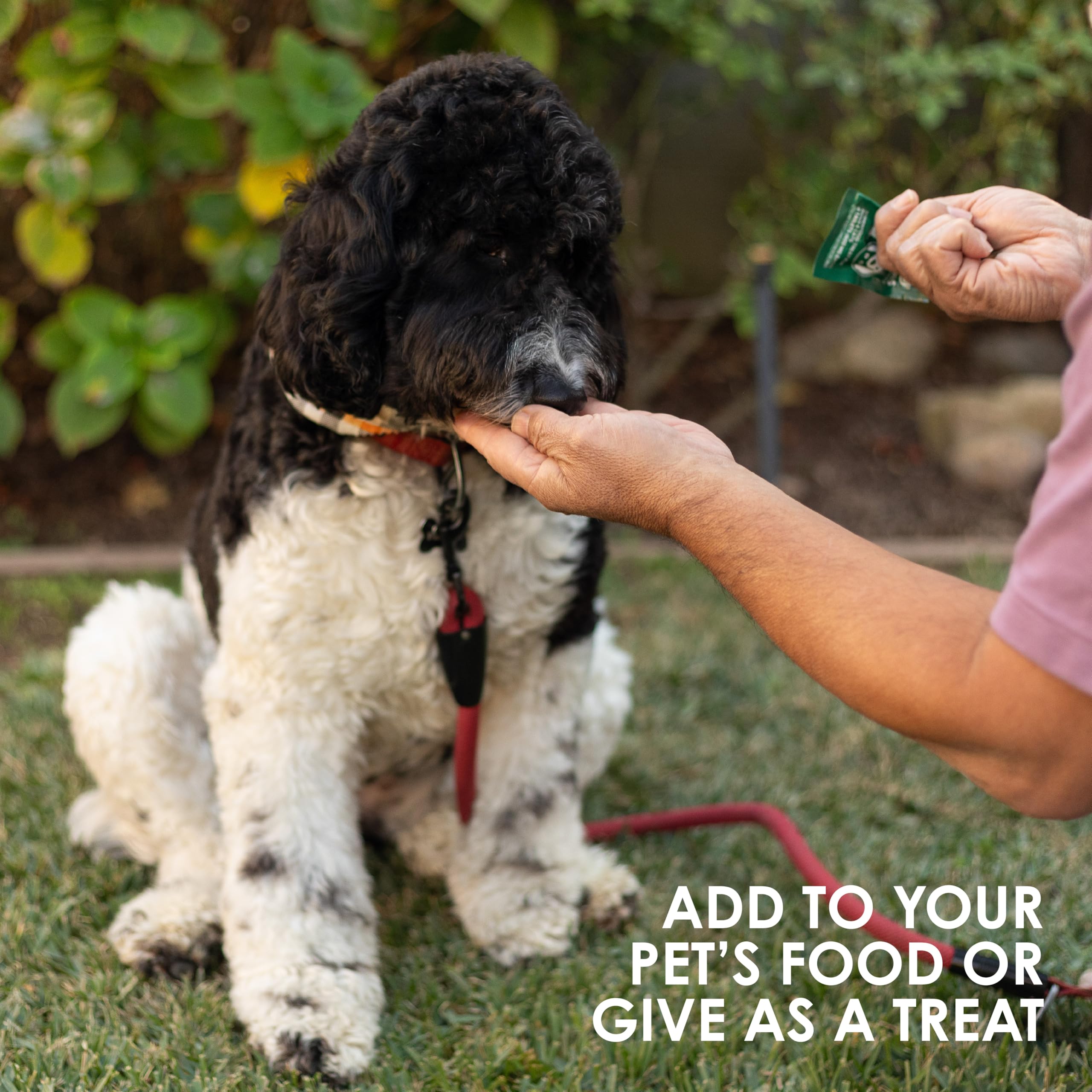 Bright packaging of Sun Chlorella Sun Pet Treats.