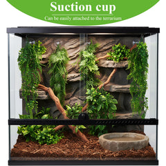 Suncalla easy-clean terrarium plants ready for quick maintenance